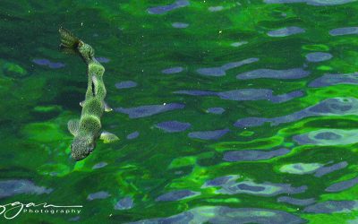 Yosemite 2020 June – july